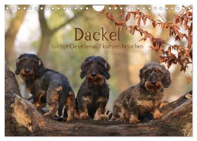 Produktbild von Dackel - lustige Gesellen auf kurzen Beinchen (Wandkalender 2027 DIN A4 quer), CALVENDO Monatskalender