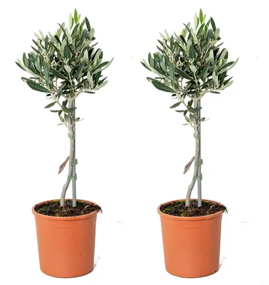 Produktbild von Bloomique - 2er Set - Olea Europaea - Olivenbaum Echt - Gartenpflanzen Winterhart - Höhe 40-50 cm - Topf 14 cm