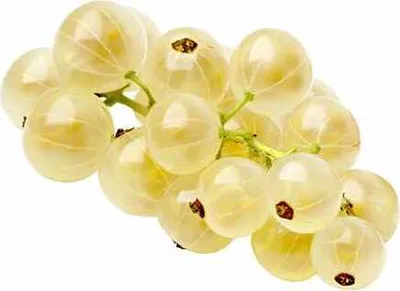 Produktbild von Weiße Johannisbeere Ribes rub. 'Witte Hollander' P9 30-35 cm