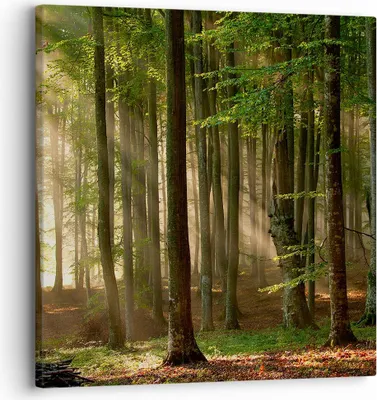 Produktbild von Bild auf Leinwand - Leinwandbild - Wald Baum Natur - 30x30cm - Wand Bild - Wanddeko - Wandbilder - Leinwanddruck - Bilder - Kunstdruck - Wanddekoration - Leinwand bilder - Wandkunst - AC30x30-3628