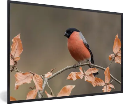 Produktbild von MuchoWow® Gerahmtes Poster Vogel - Laub - Herbst - Gimpel - 60x40 cm - Poster mit Schwarzem Bilderrahmen Wandposter Rahmen Foto Bilder - Printing - Wanddeko Schlafzimmer