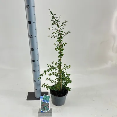 Obrázok produktu pre Cotoneaster suec. 'Coral Beauty'  – skalník | 60–70 cm v črepníku