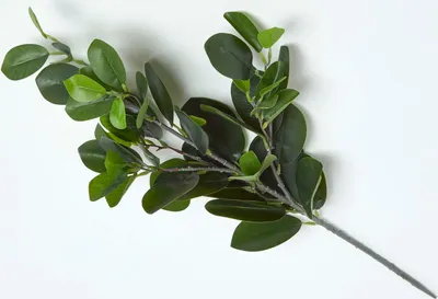 Produktbild von HOMESCAPES Künstlicher Gummibaum Dekozweig, 58 cm groß