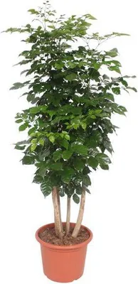 Zdjęcie produktu dla Drzewo trabkowe - Radermachera hainanensis - roslina doniczkowa 190cm