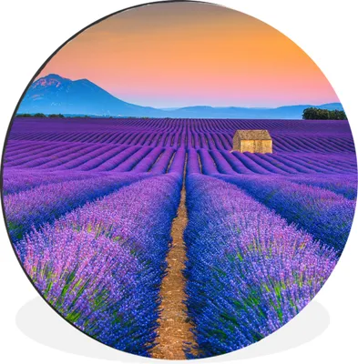 Produktbild von MuchoWow® Aluminium Wandkreis Lavendel - Lila - Blumen Ø 60 cm Wanddeko Modern Wohnzimmer - Wand Kreis - Wandbild - Schlafzimmer - Aluminium Bild - Kinderzimmer - Wohnzimmer Dekoration - Wandschmuck