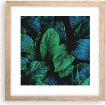 Produktbild von Gerahmtes Poster - Rahmen in heller Eiche - Blätter Pflanzen Exotik - 30x30 cm - Wand Bild - Wanddeko - Wandbilder - Kunstposter - Wandposter - Bilderrahmen - Bilder - Kunstdruck - P2NAC30x30-5066