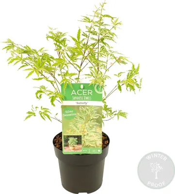 Produktbild von Bloomique - Acer Palmatum Butterfly - Japanischer Ahorn - Buntes Laub - Gartenpflanzen - Winterhart - 40-50 cm Hoch - Topf 15 cm