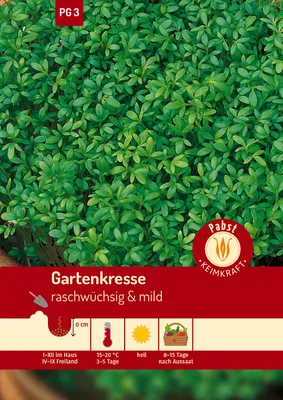 Artikelbild 1 von 'Gartenkresse Einfache' aus der Kategorie Kressesamen