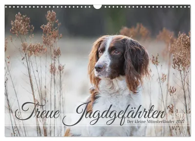 Produktbild von Kalender 2027 · Britische Version · Treue Jagdgefährten: Der Kleine Münsterländer (Wandkalender 2027 17" × 12" Querformat), CALVENDO 12-Monats-Wandkalender