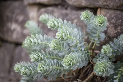 Produktbild von Walzen-Wolfsmilch, im 9 cm Topf - Euphorbia myrsinites, immergrün