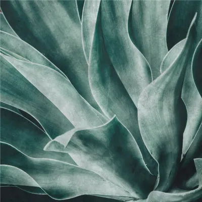 Produktbild von Fototapete 425796 Vliestapete Botanical Dschungel 200 x 300 cm Rasch Selection Grün