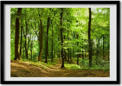 Produktbild von Bild - Bilder - Bilderrahmen - 70 cm x 50 cm - MDF-Rahmen, Wandkunst Forstweg
