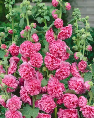 Produktbild von Alcea rosea 'Pleniflora Chaters', Stockrose, rot, ca. 9x9 cm Topf