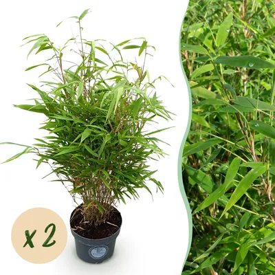 Produktbild von Bambus Fargesia rufa nicht ausbreitend immergrün 2 Pflanzen 80cm 23cm für Garten