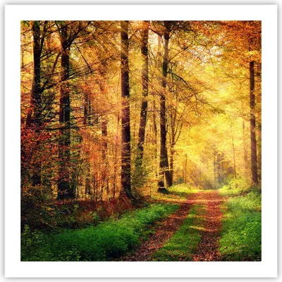 Produktbild von Poster - Poster ohne Rahmen - Wald Baum Natur - 60x60 cm - Wand Bild - Wanddeko - Wandbilder - Kunstposter - Wandposter - Bilder - Kunstdruck - Wanddekoration - Wandbild - P2XAC60x60-3718