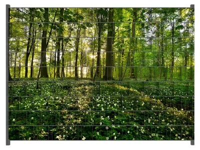 Produktbild von Wallario Zaunsichtschutz mit Motiv Waldanemonen und Sonnenstrahlen im Wald für Ein- und Doppelstabmatten Zäune in der Größe 250 x 180 cm