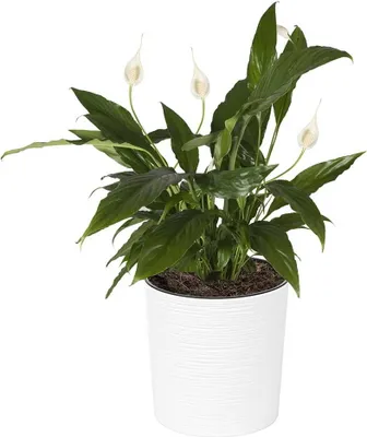Obrázek produktu pro Květináč Lamela | Malwa | s vložkou | bílý | 25 cm