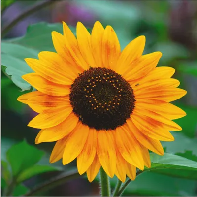Produktbild von ARTland Wandbild Alu für Innen & Outdoor Sonnenblume Größe: 50x50 cm
