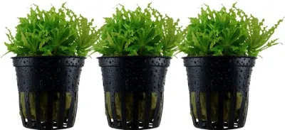 Produktbild von Aquarium Pflanze 3 Stück Pogostemon helferi Wasserpflanze AquaOne Nr.053H Set