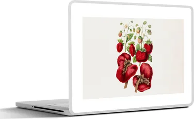 Produktbild von MuchoWow® Laptop Aufkleber Sticker Cover Erdbeeren - Obst - Pflanze 30x22 cm - Laptop-Sticker