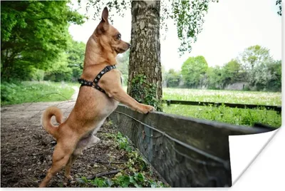 Produktbild von MuchoWow® Poster Ein Chihuahua schaut über das Gras 60x40 cm - Schlafzimmerdekoration