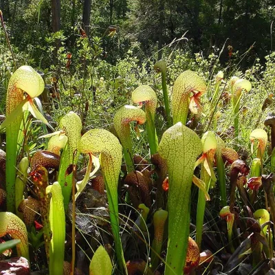 Obrázok produktu pre Kobra-ľalia (Darlingtonia californica) – 10 semien