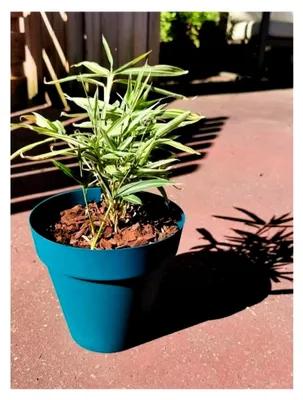 Produktbild von Blumentopf, Blau, Ø 55 cm