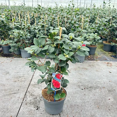 Produktbild von Camellia japonica 'Lady Campbell'  - Kamelie | 70-80 cm im Topf