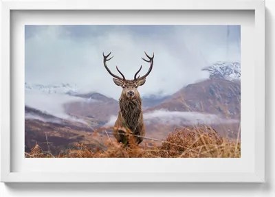 Produktbild von Hirsche auf einer Bergwiese– Wandbild mit Rahmen – Gerahmtes Bild  – Wanddekoration – 60x40 cm –  Schwarz Rahmen
