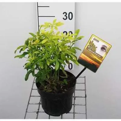 Obrázok produktu pre Choisya tern. 'Lich'® ('sundance'®/'brica') - Orangenblume 25- 30 cm Kontajner