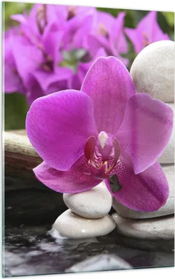 Produktbild von Bilder auf glas - Einteilig - Orchidee Bambus Dekoration Spa - 50x70cm - Glasbilder - Wandbilder - Bilder - Wanddekoration aus Glas - Glas Bilder - Wandbild auf Glas - GPA50x70-2666