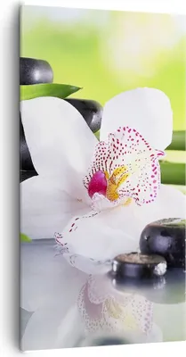 Produktbild von Bild auf Leinwand - Leinwandbild - blume orchidee - 65x120cm - Wand Bild - Wanddeko - Wandbilder - Leinwanddruck - Bilder - Kunstdruck - Wanddekoration - Leinwand bilder - Wandkunst - PA65x120-3659