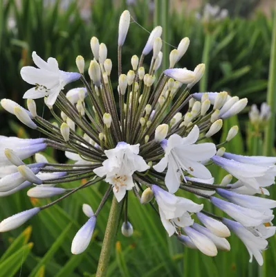 Image de 6 x Agapanthus hybr.  - Agapanthus hybrida « Enigma »  | Pot 9 cm x 9 cm