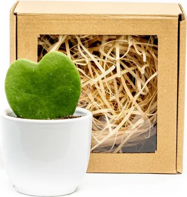 Obrázek produktu pro Gardners Set Hoya kerrii a květináč v dárkovém balení