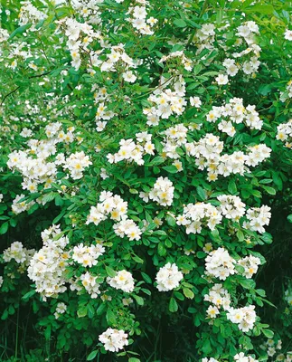 Produktbild von Rosa multiflora, Vielblütige Rose, 40–60 cm