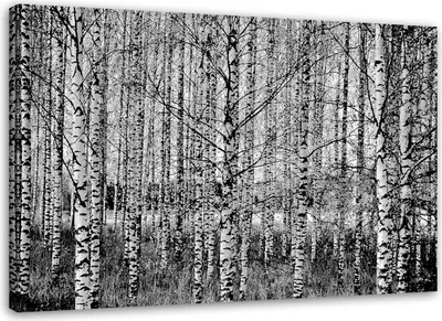 Produktbild von Leinwandbild birkenwald schwarz-weiß 100x70 cm Feeby grau wandbild bereit zum aufhängen