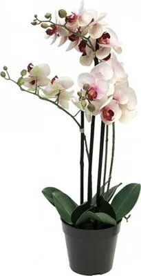 Produktbild von Phalaenopsis Orchidee Im Topf 60 cm rosa Kunstpflanze