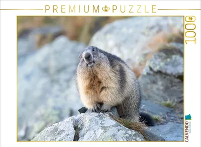 Produktbild von CALVENDO Puzzle Alpenmurmeltier | 1000 Teile Lege-Größe 64x48cm Foto-Puzzle für glückliche Stunden