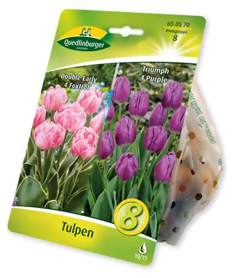 Produktbild von Tulpen Purple gefüllt rosa (8 Stück) | Tulpenzwiebeln von Quedlinburger