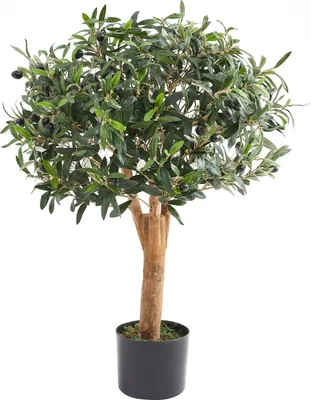 Produktbild von aplanta Künstlicher Olivenbaum – Nerio | 75 cm, Echtholzstamm, UV-beständig, für drinnen, Kunstbaum, wie echt, Allergiker geeignet, pflanzliche Dekoration Praxis, Office & Wohnzimmer