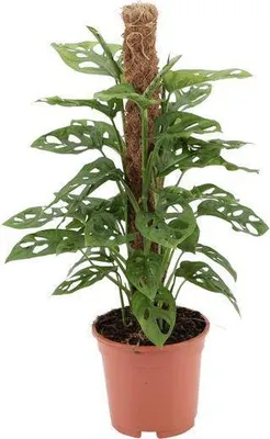 Immagine prodotto di Foglia di Monstera "Monkey Leaf", pianta da appartamento, Ø17cm, 60cm, facile