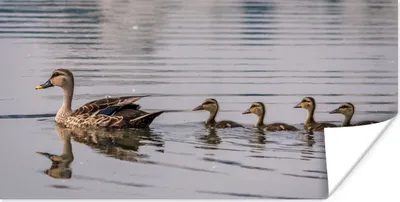 Produktbild von MuchoWow® Poster Ente - Wasser - Vogel - Braun 160x80 cm - Foto Poster