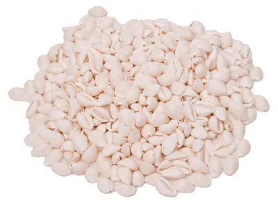 Image de Colorants - coquillages cowrie, 300g