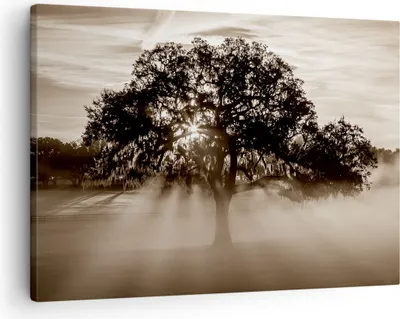 Produktbild von Bild auf Leinwand - Leinwandbild - Baum Feld Natur - 70x50cm - Wand Bild - Wanddeko - Wandbilder - Leinwanddruck - Bilder - Kunstdruck - Wanddekoration - Leinwand bilder - Wandkunst - AA70x50-3811
