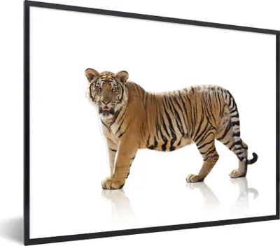 Produktbild von MuchoWow® Gerahmtes Poster Tiger - Tier - Weiß 80x60 cm - Poster mit Schwarzem Bilderrahmen Wandposter Rahmen Foto Bilder - Schwarzem - Mit Gestell