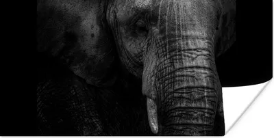 Produktbild von MuchoWow® Poster Elefant - Tier - Porträt 120x60 cm - Bild
