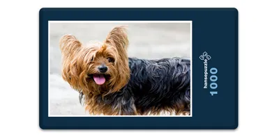 Produktbild von hansepuzzle 12860 - Terrier Puzzle, 1000 Teile, Tierwelt, 60,0 x 46,0cm mit hochwertiger Aufbewahrung, Kartonbox und wiederverschließbarem Beutel