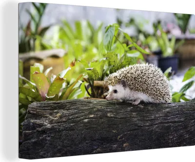 Produktbild von OneMillionCanvasses® - Leinwandbilder - 140x90 cm, Igel läuft auf Baumstumpf, Wandbilder Kunstdruck Wanddekoration