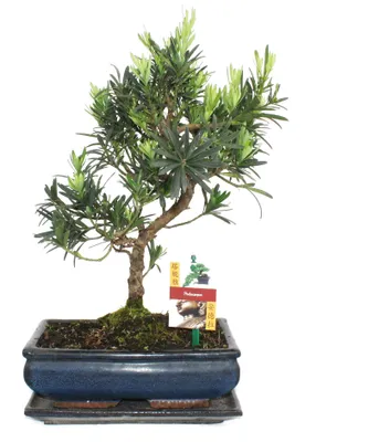 Immagine prodotto di Disco di pietra per bonsai - Podocarpus macrophyllus - circa 10 anni