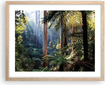 Produktbild von Gerahmtes Poster - Rahmen in heller Eiche - Morgendämmerung Bäume Wald - 50x40 cm - Wand Bild - Wanddeko - Wandbilder - Kunstposter - Wandposter - Bilderrahmen - Bilder - Kunstdruck - P2NAA50x40-4403